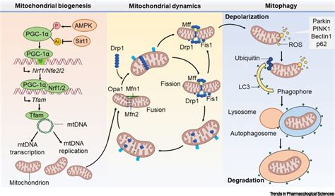 Mitochondrial quality control mechanisms as therapeutic targets in doxorubicin-induced ...