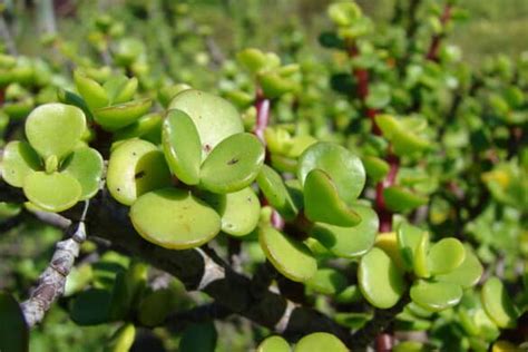 Cómo plantar suculentas en macetas y en el suelo Succulent Avenue