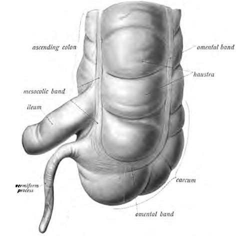 Sobotta Fig Caecum With Appendix And Terminal Ileum