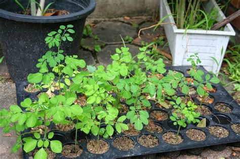 Moringa Growing Moringa Oleifera In Australia From Seeds Moringa Oleifera Australia