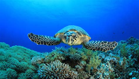 Au Chevet Des Tortues Marines Pour La Science