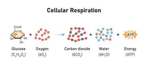 Cellular Respiration Formula