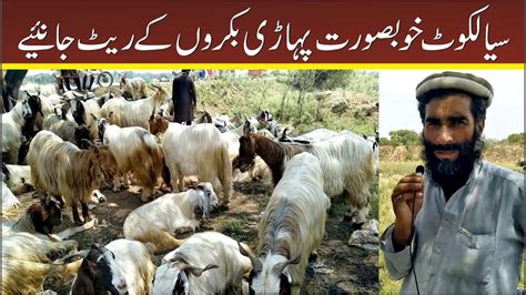 Beautiful Pahari Bakra For Qurbani Pahari Bakra Price In Eid Ul Adha