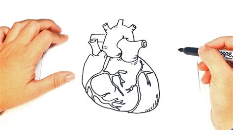 How To Draw A Human Heart Step By Step YouTube