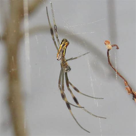 Baby Golden Silk Orbweaver Trichonephila Clavipes Bugguide Net