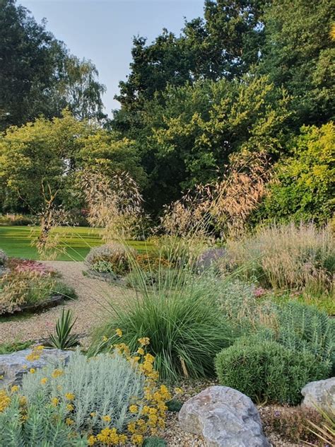 Stipa Gigantea Alberich Beth Chatto S Plants Gardens