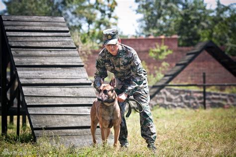 神犬步枪神犬奇兵步枪 伤感说说吧