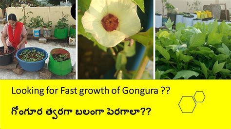 How To Grow Gongura Fast And Healthy గోంగూర త్వరగా బలంగా పెరగాలా