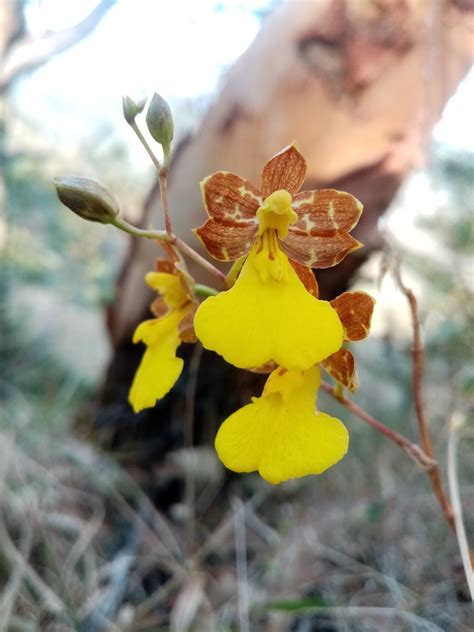 Oncidium graminifolium from 71010 San Andrés Chicahuaxtla Oax México