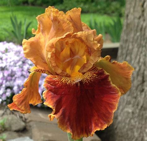 Photo Of The Bloom Of Border Bearded Iris Iris Rustler S Rhapsody