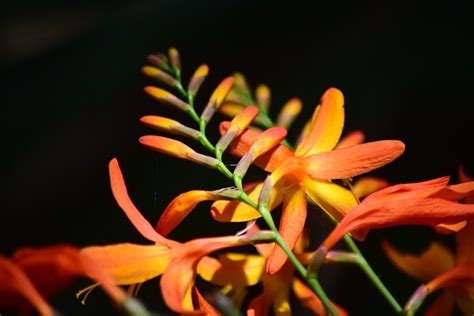 Montbretia Flowers Crocosmia Free Photo On Pixabay Pixabay