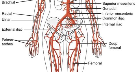 This Diagrams Shows The Major Arteries In The Human Body School