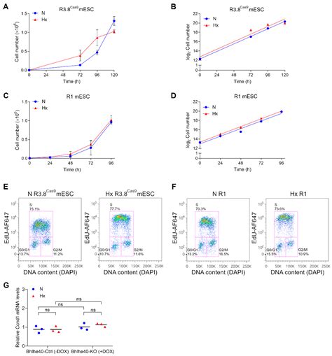 IJMS Free Full Text Bhlhe40 Regulates Proliferation And