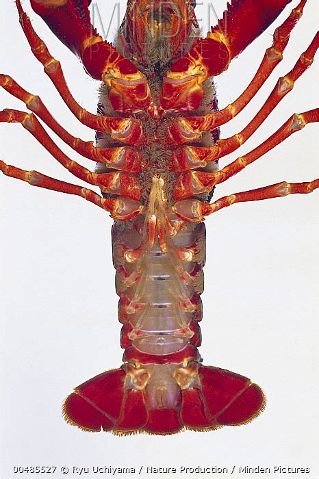 Louisiana Crayfish stock photo - Minden Pictures