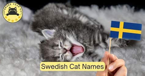 75 Swedish Cat Names [Male and Female]