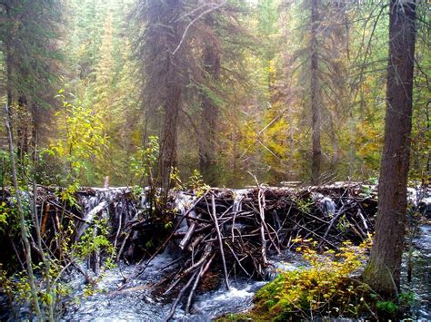 Beaver Dam Massive Dam In The Yukon Almost Two Meters Hig Flickr