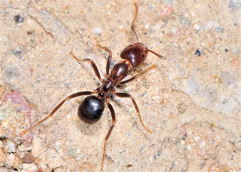 Brown Tyrant Ant Iridomyrmex Sp