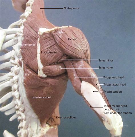 Reys Anatomy Ecorche With Rey