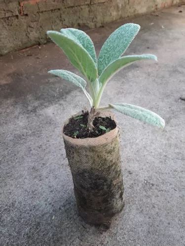 10 Mudas Panc Lambari Vaso Peixinho Da Horta Pulmonária à venda em