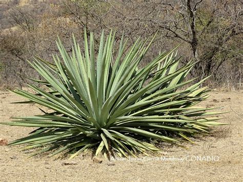 Conoce Las 9 Especies De Agaves Mezcaleros De Oaxaca