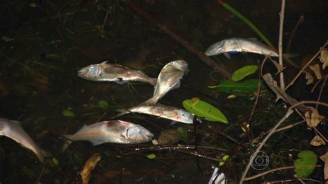 V Deo Peixes Mortos S O Encontrados Na Lagoa Rodrigo De Freitas Na