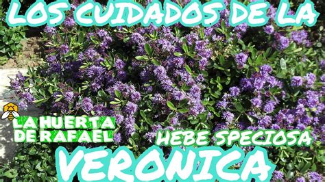 Los Cuidados De La Planta Veronica O Hebe Speciosa El Cultivo De La