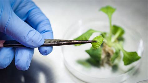 Phd Plant Pathology Germany