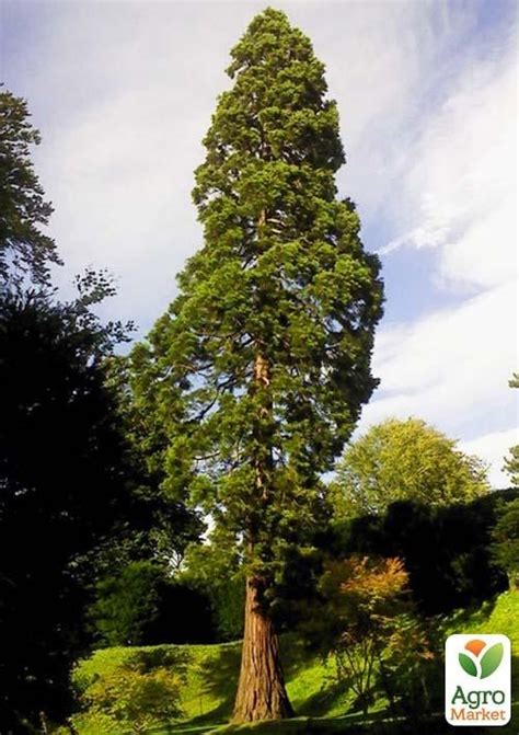 Секвойя вечнозелёная (Sequoia sempervirens) С1,2 высота 30-40 см купить ...