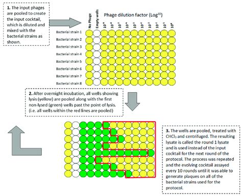 Schematic Representation Of The 96 Well Plate Format Appelmans Protocol Download Scientific