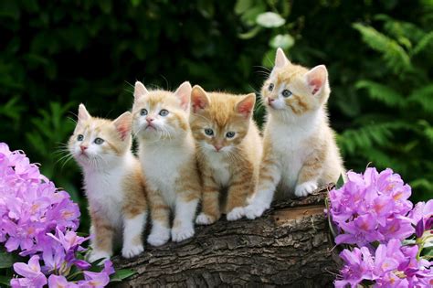 Gambar Kucing Yang Lucu Imut