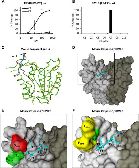 Proteome Wide Substrate Analysis Indicates Substrate Exclusion As A