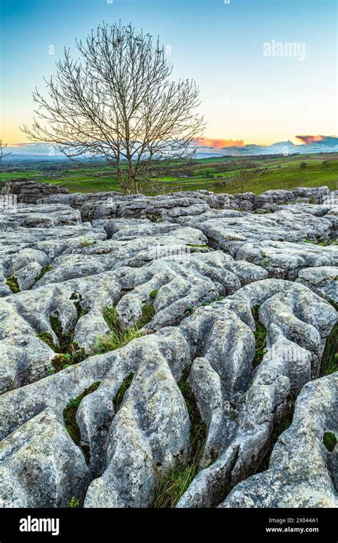 Lone Tree At Edge Of Limestone Pavement Above Malham Cove Yorkshire