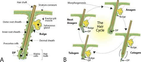 Schematic of an anagen (A) and cycling (B) hair follicle. Hair ...