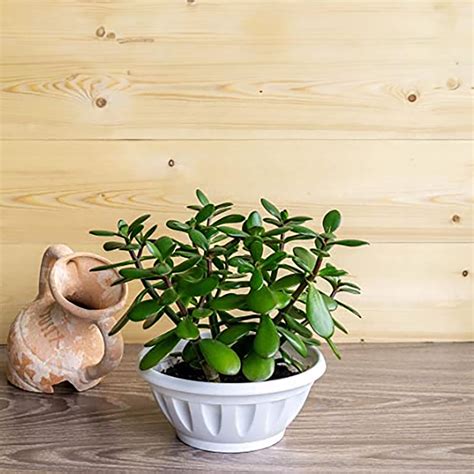 Jade Plant Crassula Ovata House Plant Symbol Of Good Luck