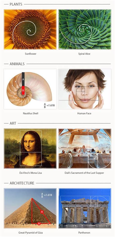 Golden Ratio Art Examples