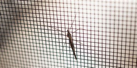 How To Fix Holes In Mosquito Screens