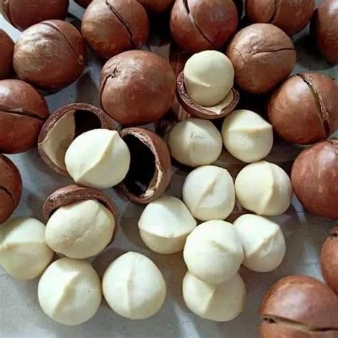 High Quality Naturally Grown Macadamia Nuts From Vietnam With High