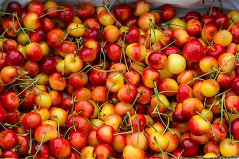 Cultiver Des Cerises Plus Pluvieuses Entretien Des Cerisiers Plus