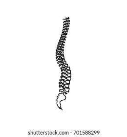 Spinal Vertebral Column Spine Backbone Contour Stock Vector Royalty