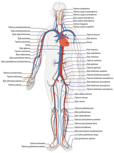 Anatomia Cz Owieka Czyli Jak Dzia A Organizm Ludzki Topflop