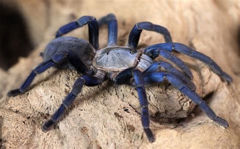 guide  tarantula care dragons diet blog dragons diet