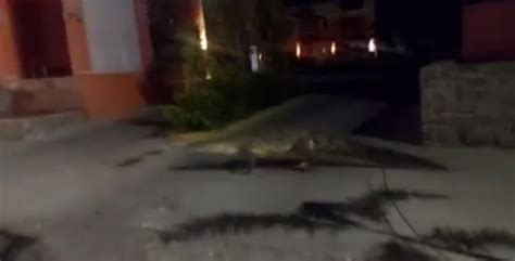 Captan A Enorme Cocodrilo Paseando Por Las Calles De Manzanillo Video El Mañana De Nuevo Laredo