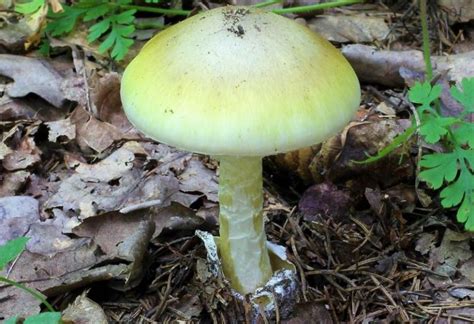 Amanita Phalloides Qu Es Caracter Sticas H Bitat Intoxicaci N Hongo