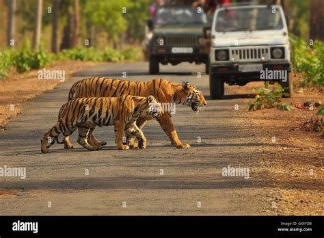 Tiger Crossing Wild Bengal Tigress And Cubs Crossing A Forest Road In Tadoba National Park