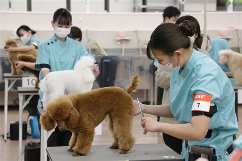 Jkc公認トリマーc級ライセンスの試験が行われました！ Yic京都ペット総合専門学校