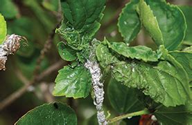 Pink Hibiscus Mealybug North Central Integrated Pest Management Center