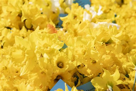 Remembrance Day 2024 - Rick Tang Photography