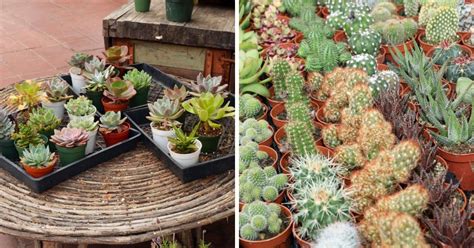 Succulent Gardens Online Succulent Nursery Review - Sublime Succulents