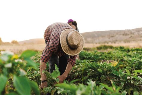 Marketing online agrícola las mejores estrategias Comunicare