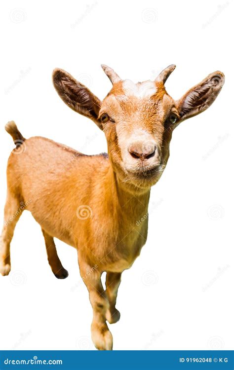 Baby Goat Stock Photo Image Of Field Adorable Look 91962048